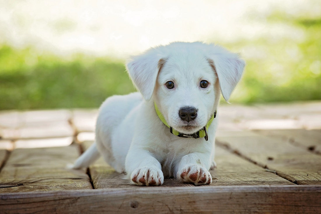 Pets friendly home decoration