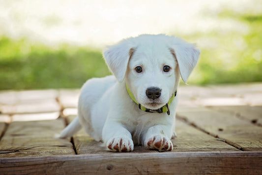 Pets friendly home decoration